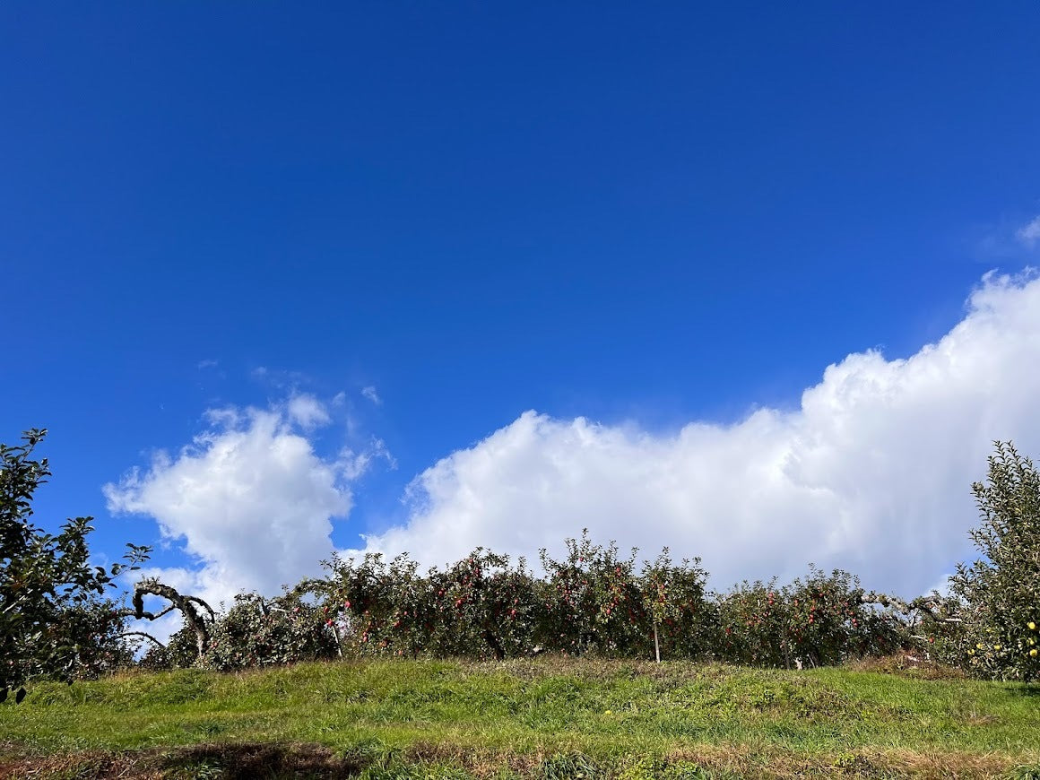 ๐ไบบๆฐใฎใใใพๅๆ๐ใใใกใใใ๐ๆๆฑใใใ
ใใฃใจ๏ผ้ๆฃฎ็น็ฃ้ใใใ๐ๅฎถๅบญ็จ๏ผใญใญ