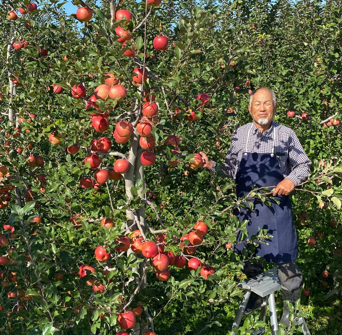 🍎いろいろ食べたい🍎もぎたてジューシー◆甘さが違う！葉とらず入り品種ミックス🍎贈答用３キロ【冬ギフト】【お歳暮】のし対応