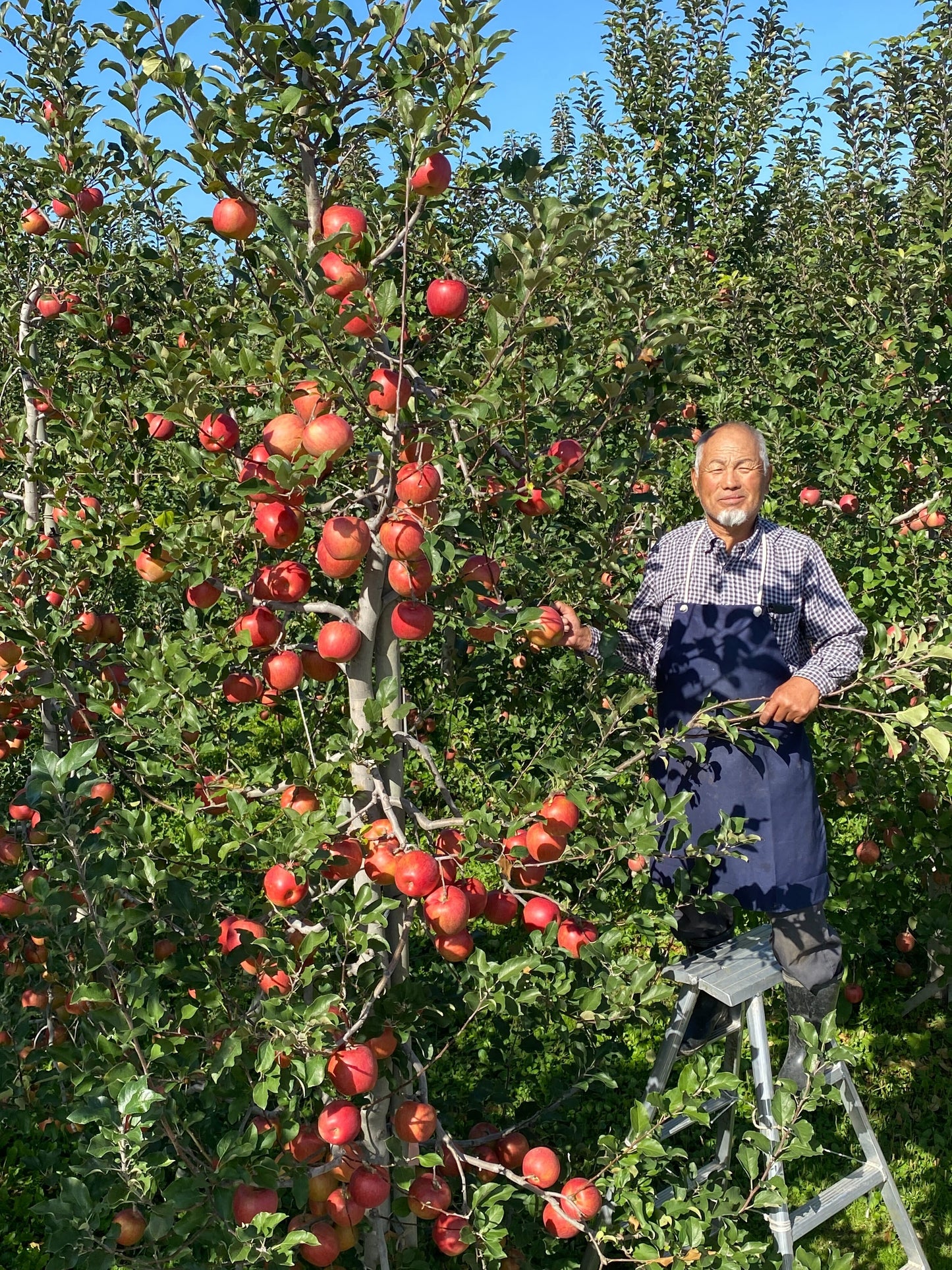 🍎人気の3種🍎サンふじ／はるか／ぐんま名月🍏甘さが違う！葉とらず入り品種ミックス3種🍎贈答用３キロ【冬ギフト】【お歳暮】のし対応