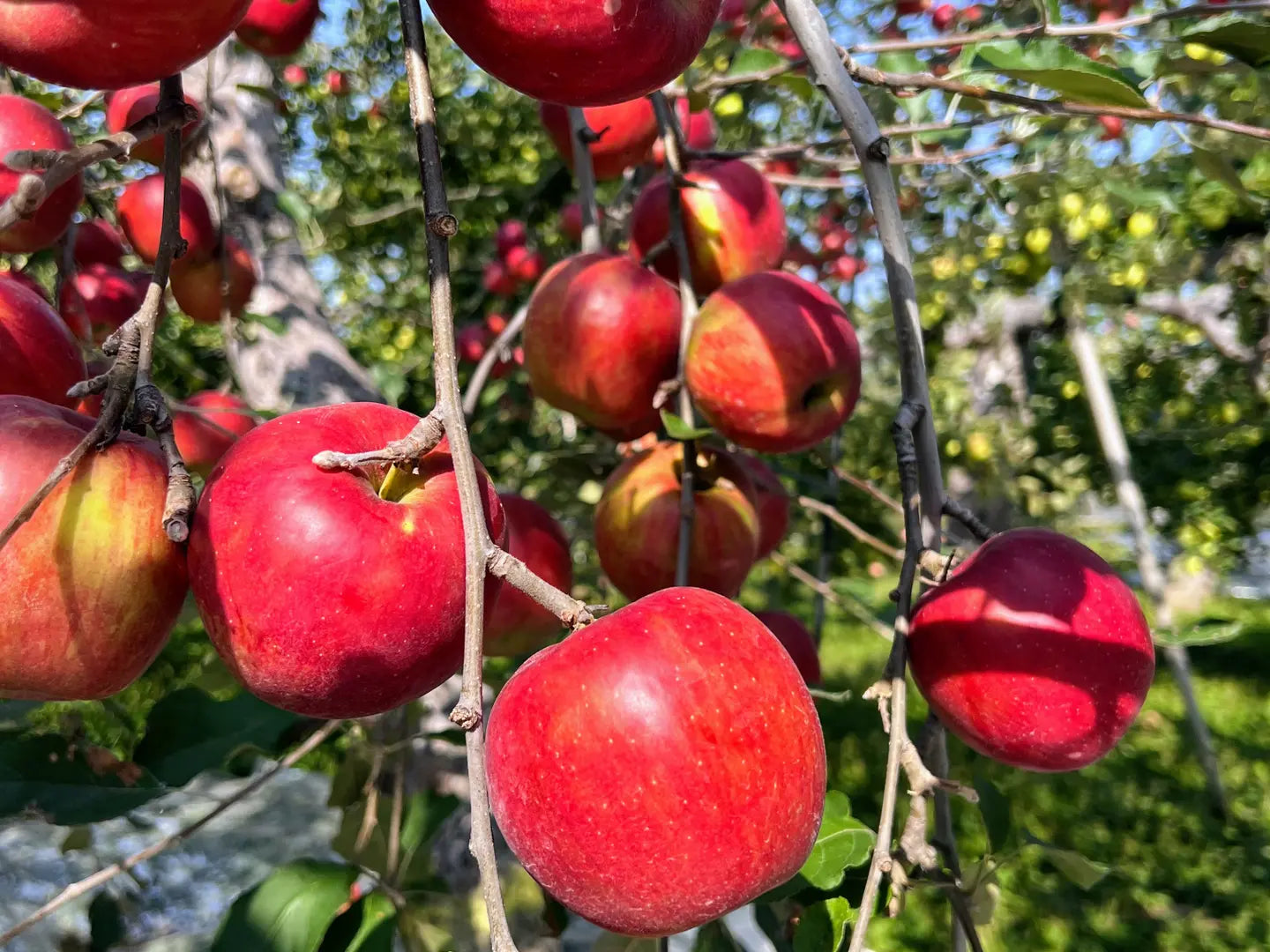 🍎６本🍎生のりんごの風味そのまま！【黄金比率ブレンド】昔ながらの１００％りんごジュース　段ボール発送